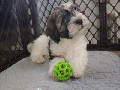 Adorable Teddy Bear Puppy, (AKA Shichon, Zuchon or Havashu)