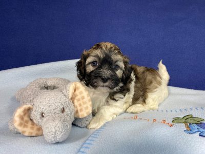 Adorable Teddy Bear Puppy, (AKA Shichon, Zuchon or Havashu)
